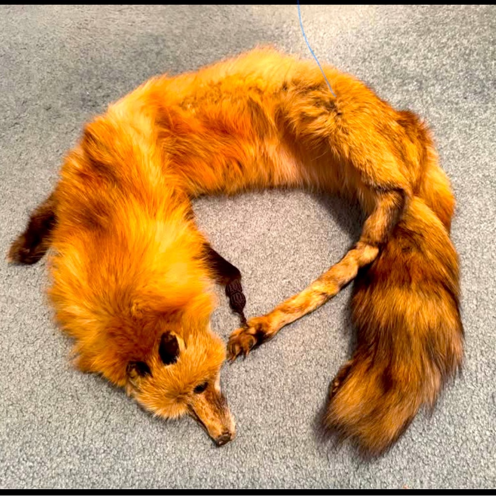 Beautiful Vintage Red Fox Pelt/Stole/Shoulder Boa -  late 1940s early 1950s.